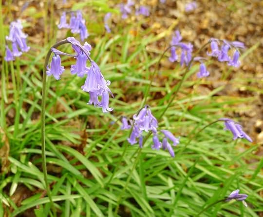 Bluebells