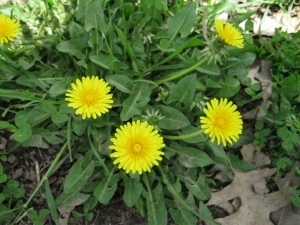 dandelions