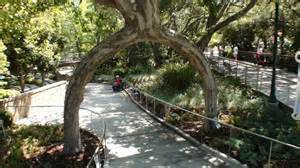treeees