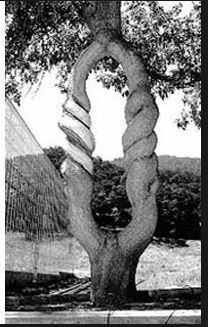 tree6