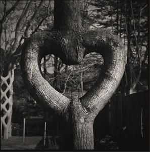 shaped-tree-007