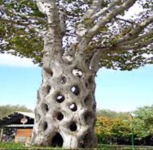 tree3