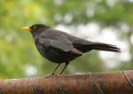 bbird