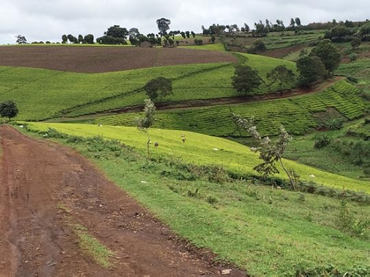 Kenya Tea Fields