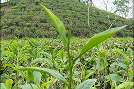 Tea Plant