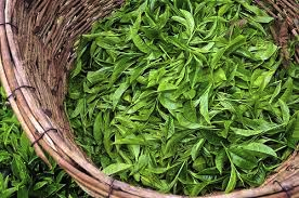 Tea Leaves