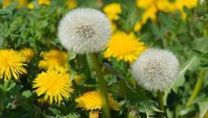 main_dandelion_th