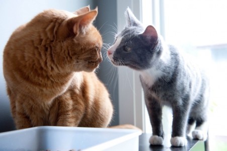 cat-odor