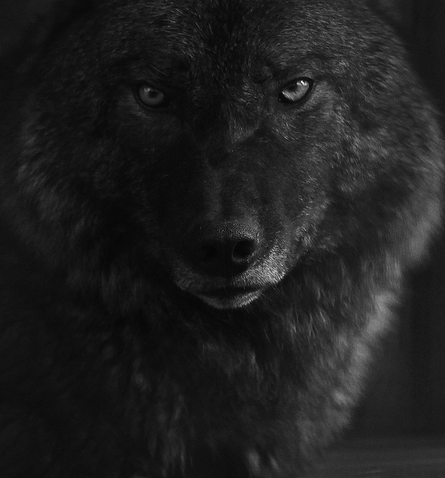 black wolf
