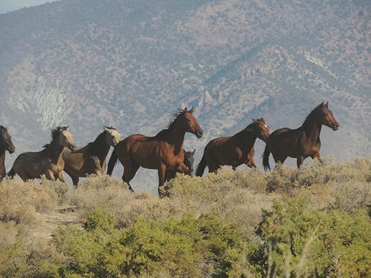 Wild horses in Nevada
