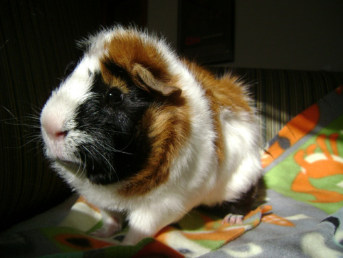 This is Horace. He���s standing in a shadowy, mysterious part of the couch. The Waitress is very blatant, very not-mysterious. Horace is an enigma wrapped in a riddle���and he never learned to read!