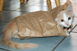 Pack Me, Too!