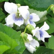 white violets