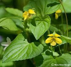 yellow violet