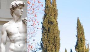 David statue-trees