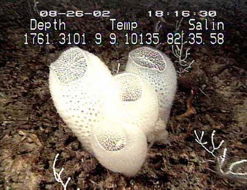 Venus_Flower_Basket.jpg