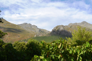 Winelands, South Africa. Photo by the author.