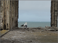 seagulls at Alcatraz near San Francisco