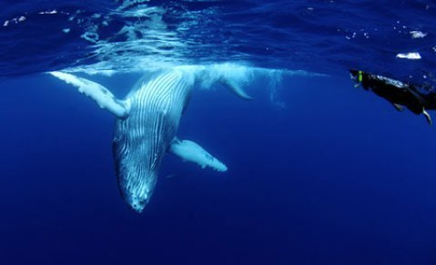 whalescape
