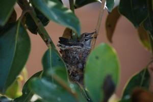 Baby Hummingbirds
