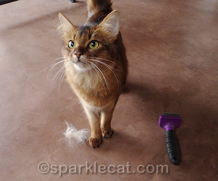 That's a Boodie tuft by my foot, not mine!