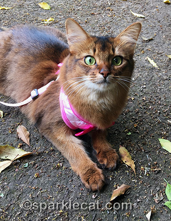 My human had to brush all the EARTH off me after this picture!