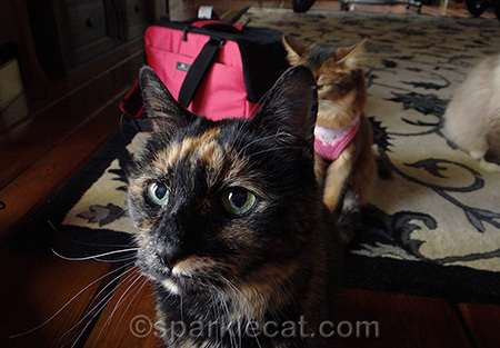 Another photo FAIL, courtesy of Binga