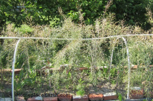 Red Russian kale gone to seed.