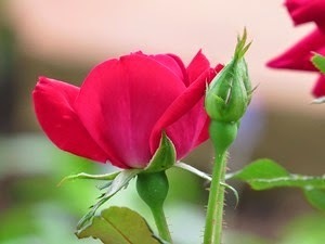 RoseA