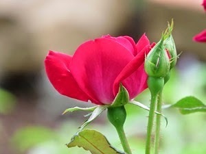 RoseB