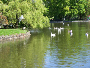The boating lake in Aberdare Park