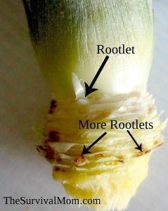 Grow a pineapple houseplant