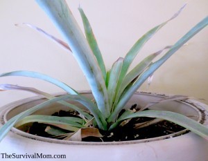 Grow a pineapple houseplant
