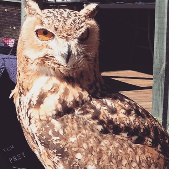 Watching you. #owl