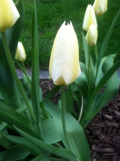 photo 2 (3)