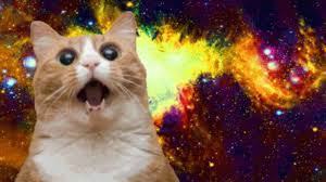 universe cat