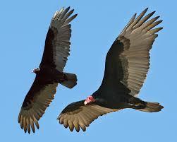 Image result for vultures