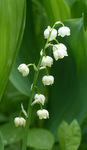 Un muguet pour le premier mai
