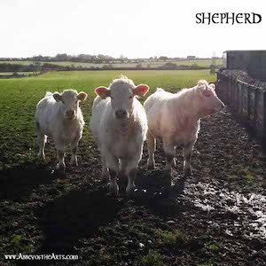 April 26 - Shepherd