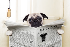 shutterstock_215329666