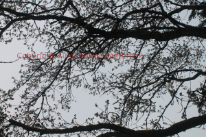 nIMG_1512