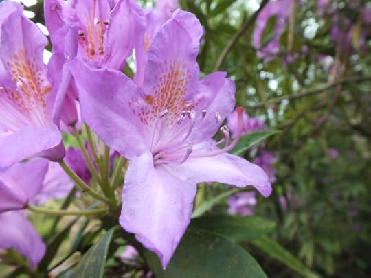 Purple flower