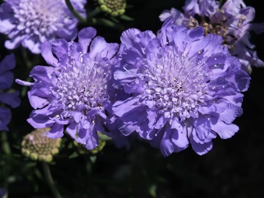 Nice colour