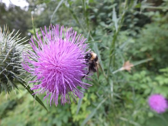 Macro purple with bee