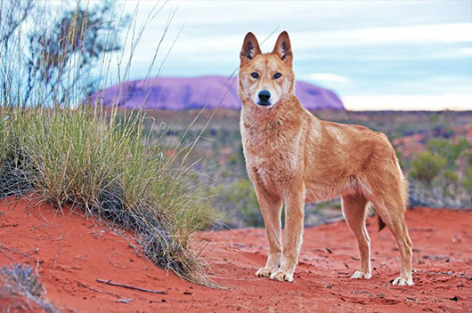 uluru dingo