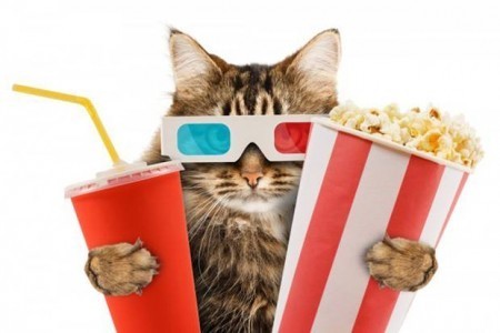 cat-cafe-cinema