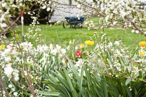 spring flowers in the Shenandoah Valley