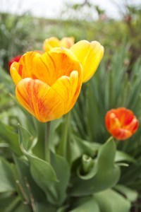 Beauty of Apeldoorn tulips