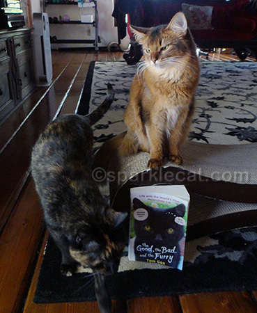 This never happens at cat shows