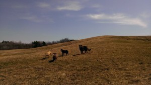 wildpackoffamilydogs
